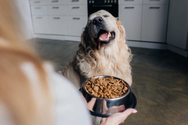 Dog waiting for his dog food with a pill hidden inside