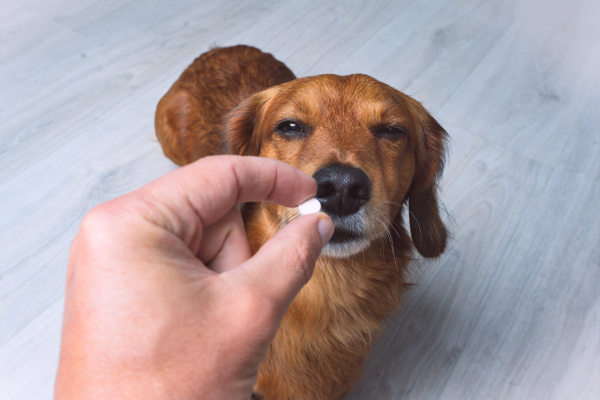 Senior dog looking suspicious of pill that has not been hidden in food in owner's hand