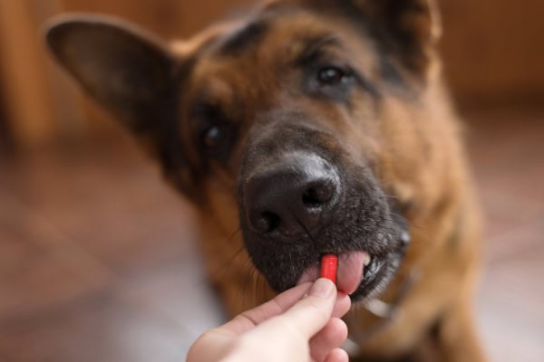 German Shepherd dog eating a pill from the owner's fingers