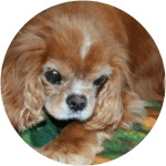 14-year-old Cavalier King Charles Spaniel's face, photo