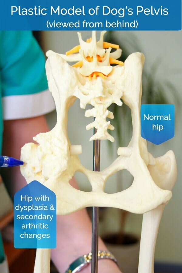 plastic model of a dog's pelvis showing hip dysplasia and arthritic changes 