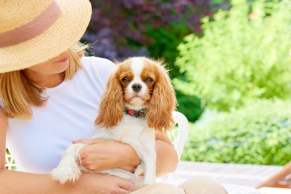 Owner holding a Cavalier Spaniel dog—a breed where Macrothrombocytopenia has been documented—outside in the sun