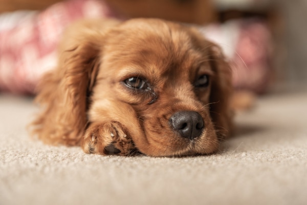 Spaniel dog laying on the carpet