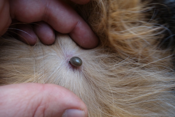 An engorged tick on a dog to show how ticks can carry a disease that might lead to a low platelet count
