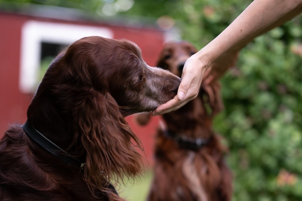 Owner giving a dog an oral medication