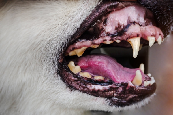 Dog's open mouth viewing the gums, teeth and tongue