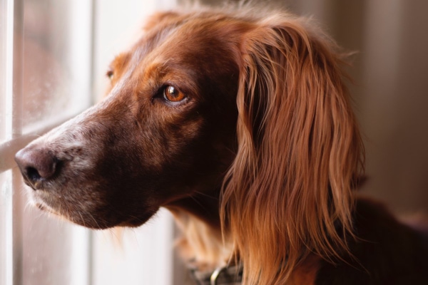 Spaniel looking out the window