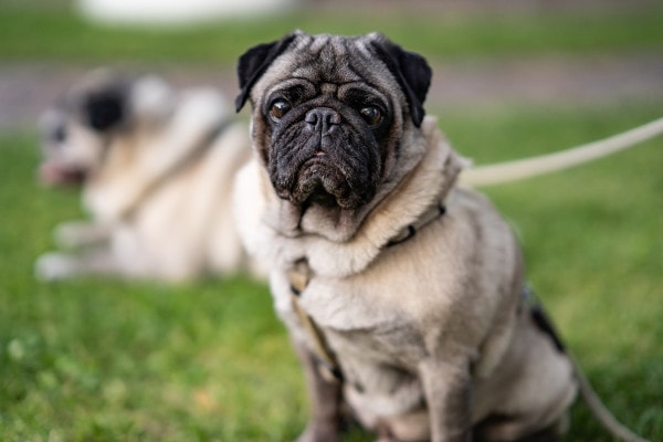 Pug sitting in the park on leash