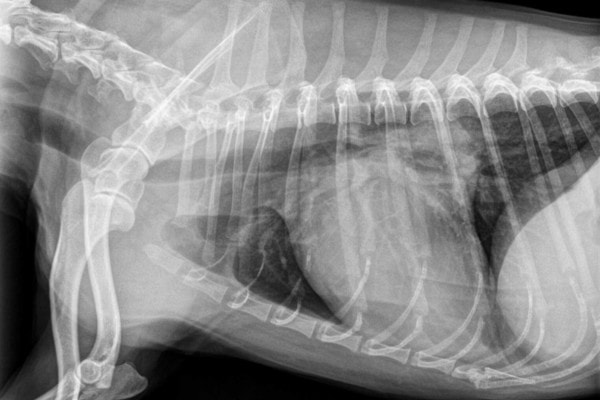 radiograph of a dog to rule out pneumonia