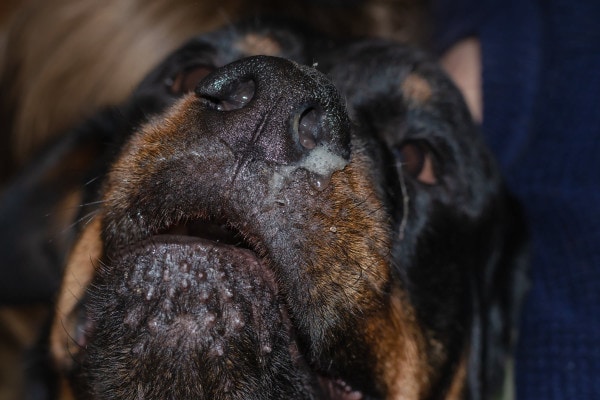 Close up of a dog's nose with nasal discharge. Nasal discharge is one of many signs of pneumonia in dogs. 