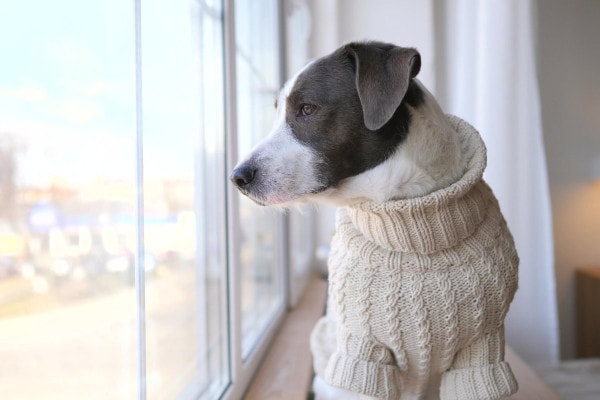 Dog wearing a sweater and looking out a window as if pondering what pneumonia in dogs is