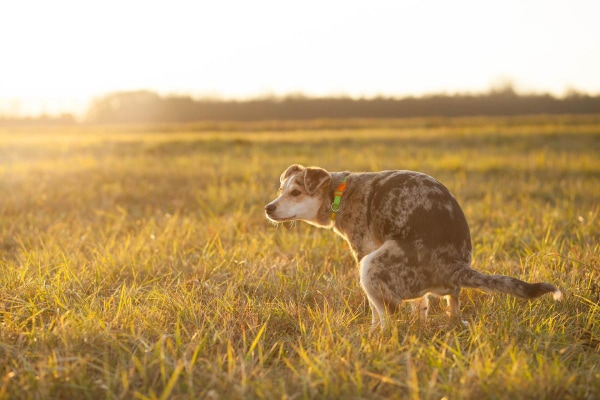 How Long Can A Dog Go Without Pooping? A Vet Answers - Dr. Buzby'S Toegrips  For Dogs