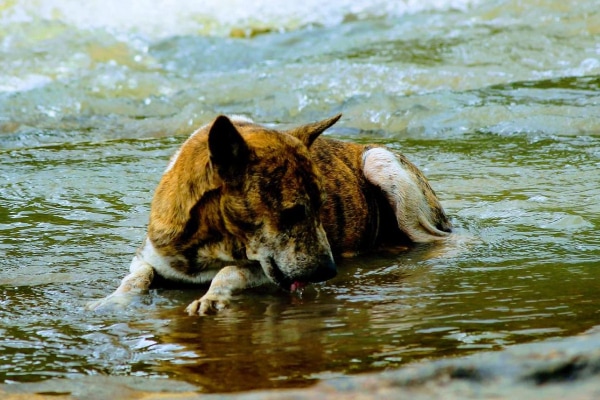 Senior cattle dog lying down in a river and drinking the water, photo