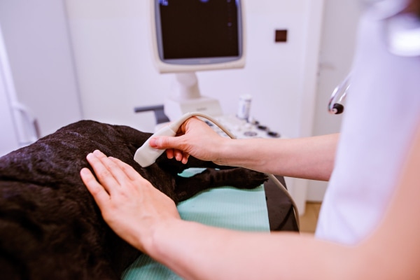 Black dog on the exam table having an abdominal ultrasound performed, photo