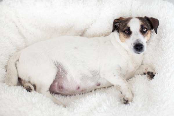 Pregnant Terrier with a round abdomen lying on a soft blanket, photo