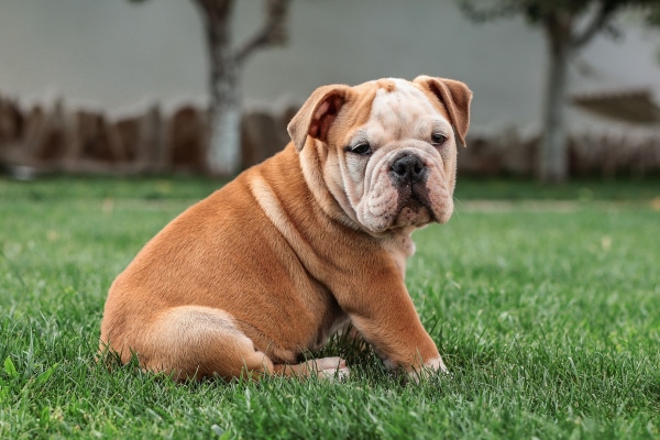 Bulldog puppy with a round belly sitting in the grass, photo
