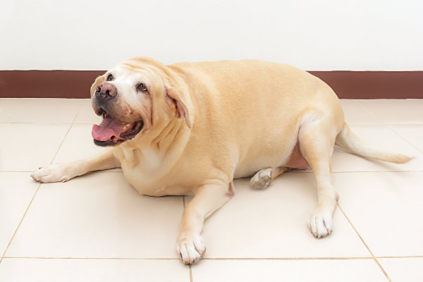 Overweight yellow Labrador Retriever with a pot-belly appearance lying on the exam room floor, photo