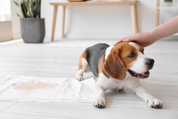 Owner petting her dog after peeing on a potty pad in the house
