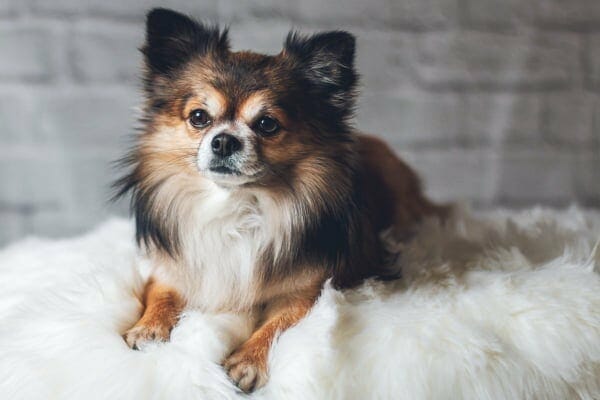 Long-haired Chihuahua sitting on a fluffy blanket