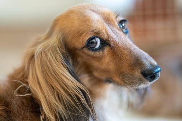 Long-haired Dachshund looking at the camera with a guilty face