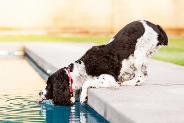 Thirsty Springer Spaniel dog drinking out of a pool to illustrate one of the main side effects of prednisone for dogs: increased thirst
