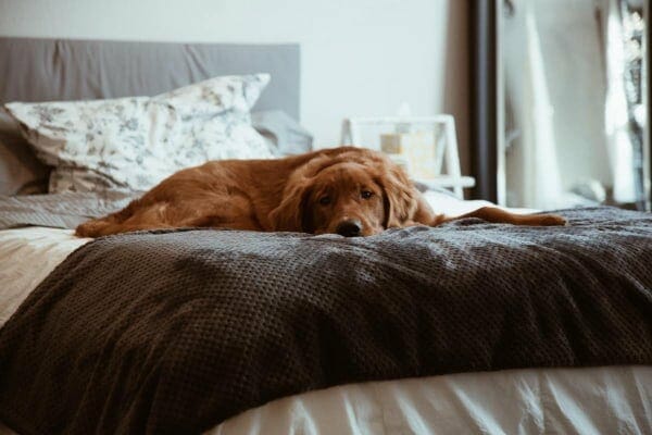 Golden Retriever lying down on owner's bed looking lethargic