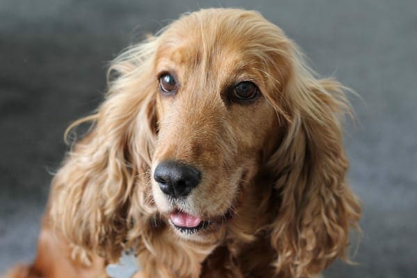 Close-up of a Cocker Spaniel's face