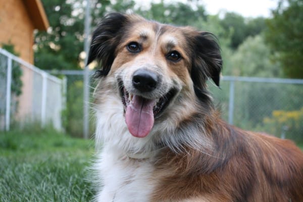 Happy Collie type dog in a fenced yard