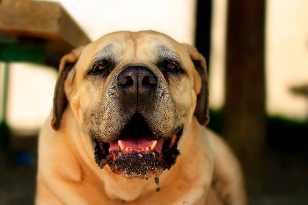 Older Mastiff dog, panting and looking at the camera