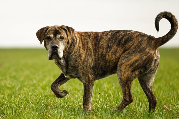 Old brindle Mastiff dog walking in a field of grass