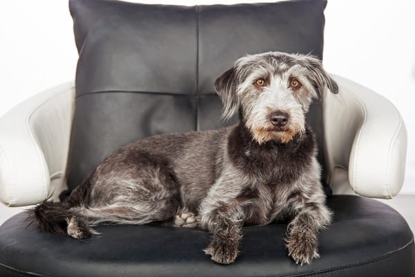 Older, grey, wire haired dog sitting on a leather chair