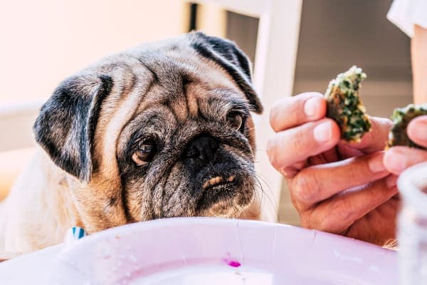 Pug dog looking at owner's cookie to illustrate increased appetite due to prednisone use