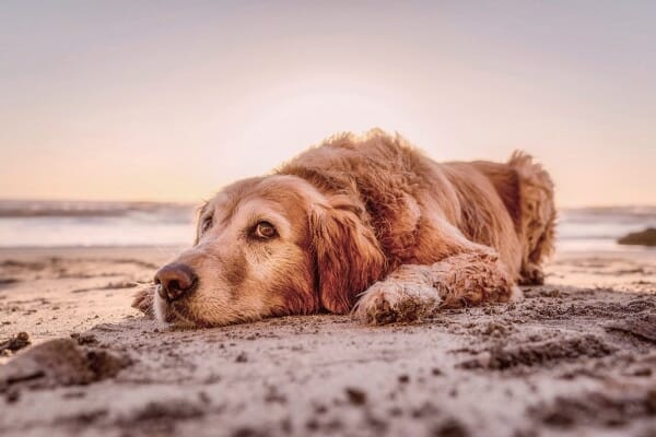 old dog resting the the sand on the beach, photo