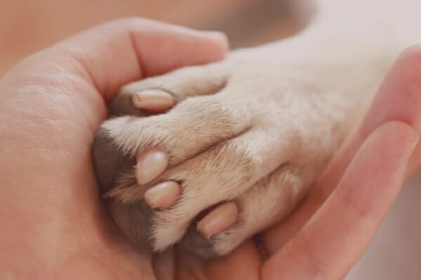 human's hand gently holding a dog's paw as a gesture of love in preparing for dog's euthanasia, photo