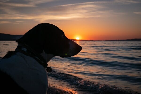 silhouette of dog at the beach at sunset, photo