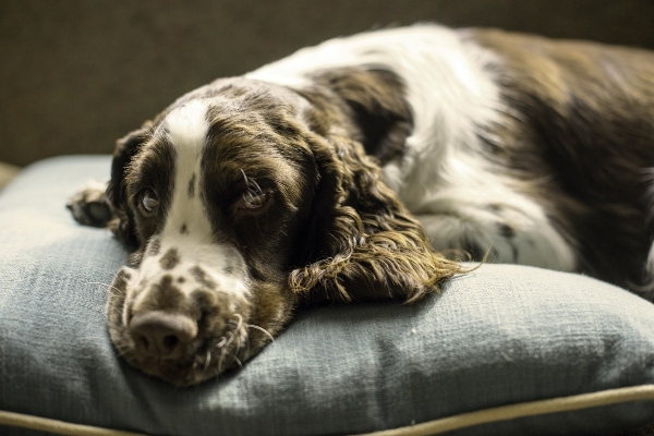 A Spaniel dog on a soft bed to help prevent pressure sores.