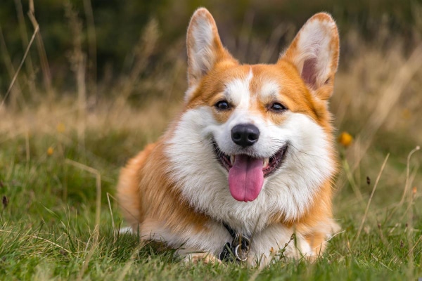 Corgi dog lying in a grassy field.