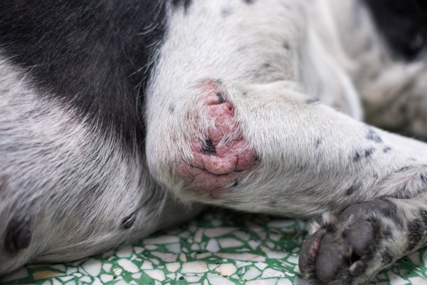 Pressure Sores On Dogs: Treatment And Prevention - Dr. Buzby'S Toegrips For  Dogs