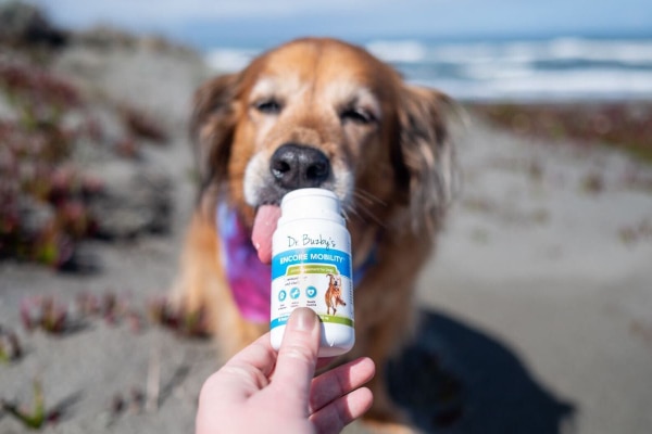 Golden Retriever licking a bottle of Encore Mobility, a supplement to help with mobility