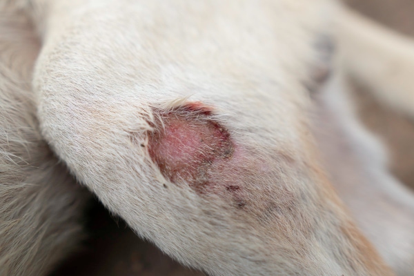 Forming pressure sore on the stifle of a dog. The skin is reddened.