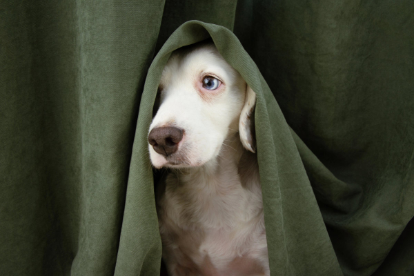 Dog with anxiety hiding under a curtain
