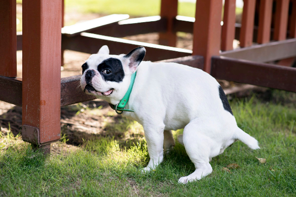 Happy-looking dog having a regular bowel movement as an example of how probiotics may help a dog's diarrhea resolve