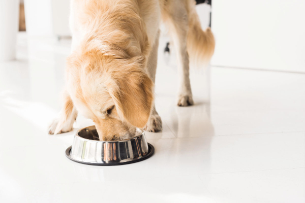 Dog eating a probiotic sprinkled over his dog food