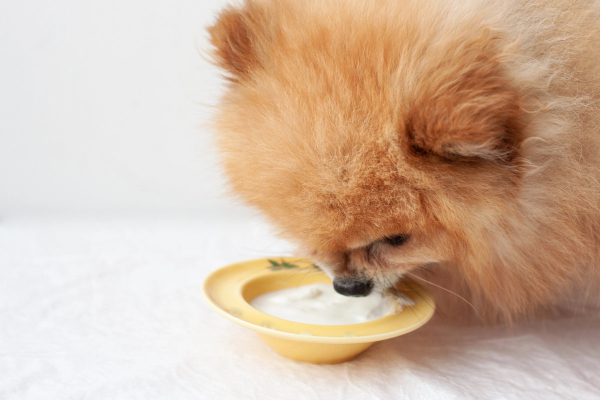 Dog eating yogurt for probiotics
