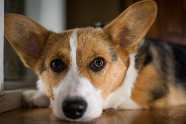 Corgi lying down on the hardwood floor, photo