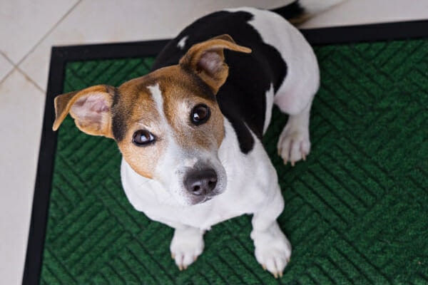 Jack Russell Terrier sitting on a carpeted mat, photo