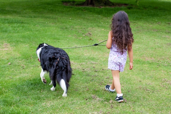 Dog walking away as example of proprioception in dogs, photo