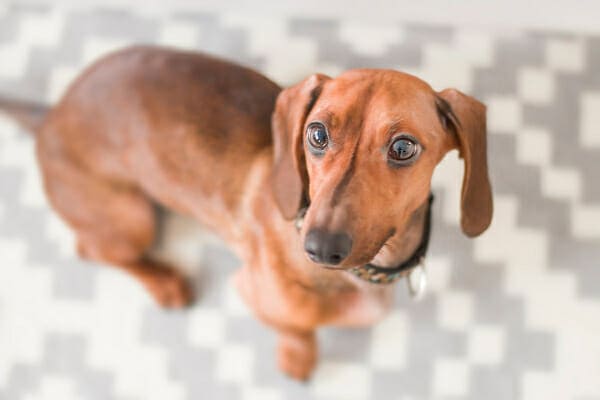 Dachshund looking up, photo