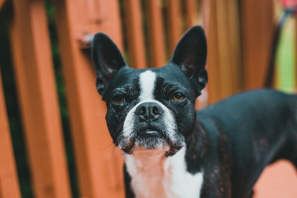Senior dog's face with greying muzzle 