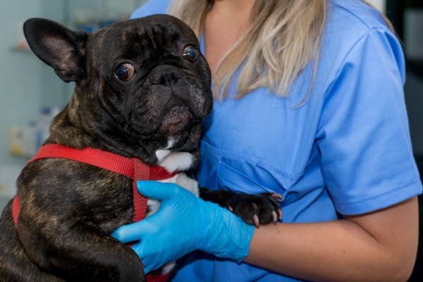 French Bulldog at the vet clinic waiting for a rectal exam to check the prostate looking worried